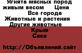 Ягнята мясных пород живым весом.  › Цена ­ 125 - Все города Животные и растения » Другие животные   . Крым,Саки